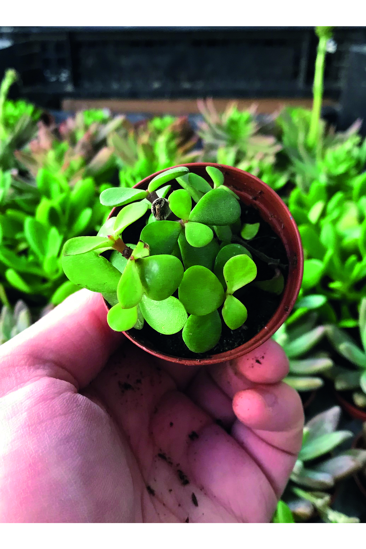 Portulacaria Afra - Yeşim Ağacı - Sukulent Bitkisi 5,5 Cm Çap Üretim Saksısında 2