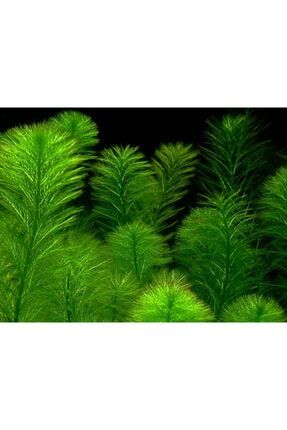 kanki pet 50 cm akvaryum 32 litre