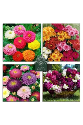 bfalina botanik 40 Adet Karışık Çiçek Tohumu ( Kasımpatı-saraypatı-zinya-hüsn...