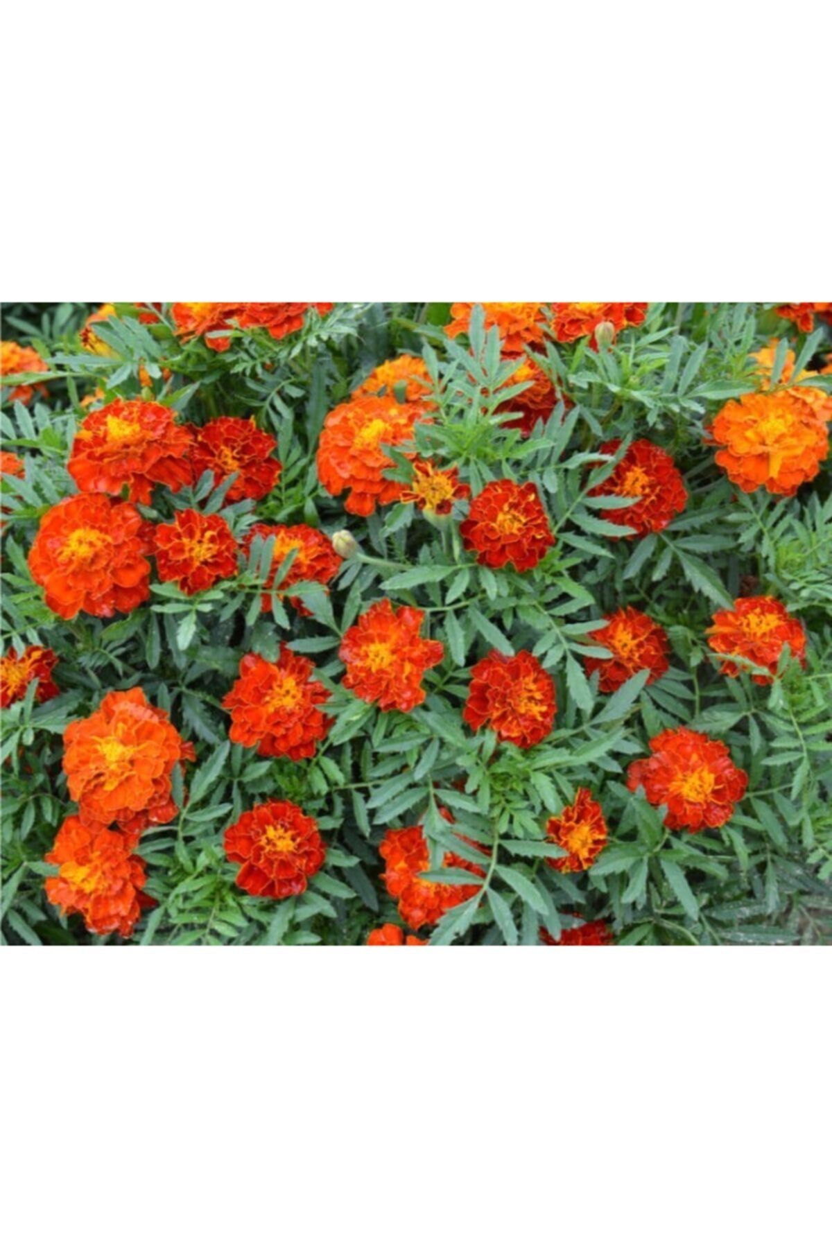 French Marigold ( +25 Seeds ) - Akgen