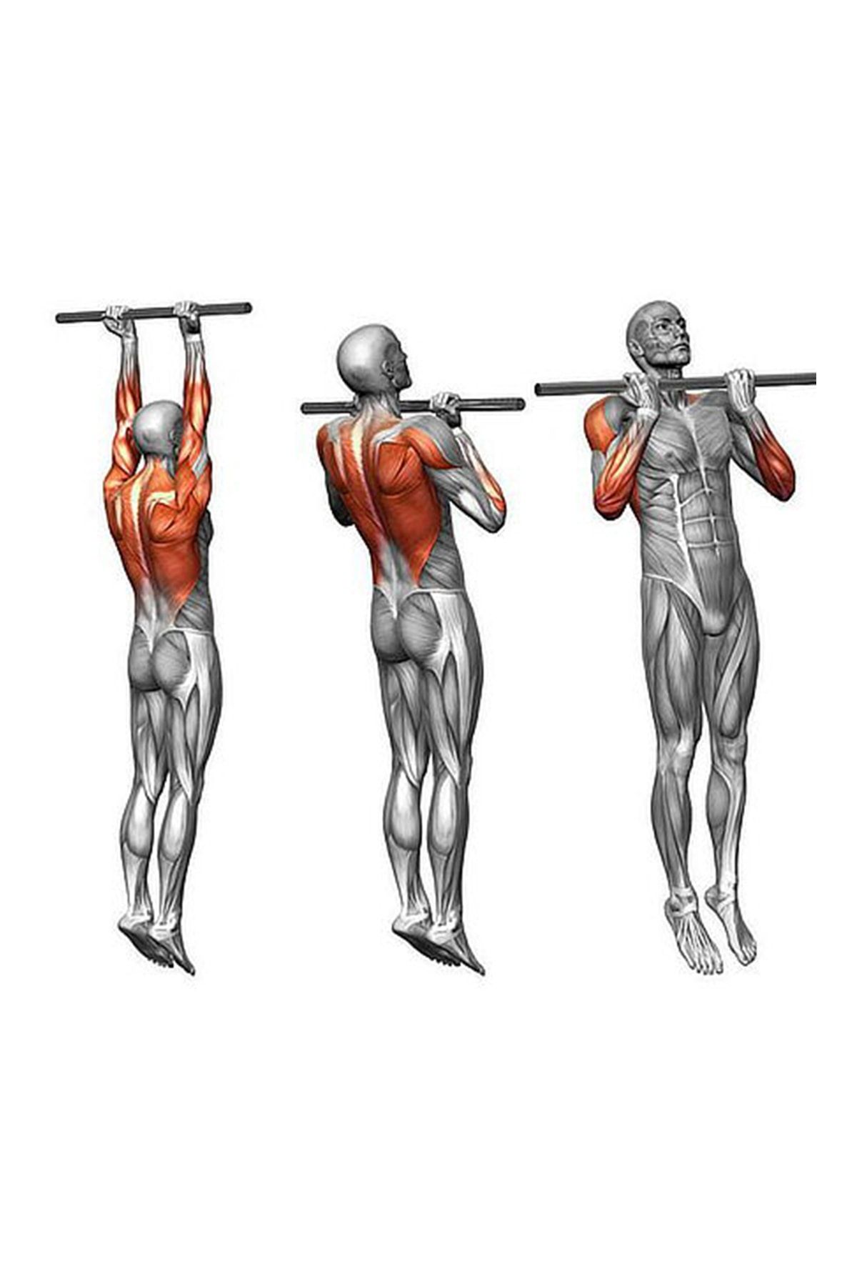 Подтягивания на турнике какой хват. Мышцы при подтягивании обратным хватом. Подтягивания на турнике обратным хватом. Техника подтягивания на турнике обратным хватом. Подтягивания обратным хватом мышцы.