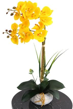 Küçük Kabak Saksıda Exclusive Islak Orkide 2'li YPCCK-FKYT-286