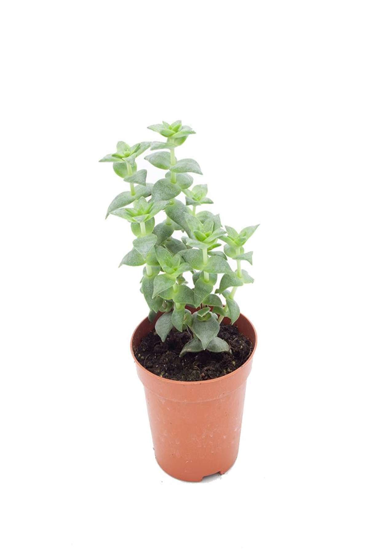 nema bahce kulturleri crassula rupestris ithal 8 5cm o fiyati yorumlari trendyol