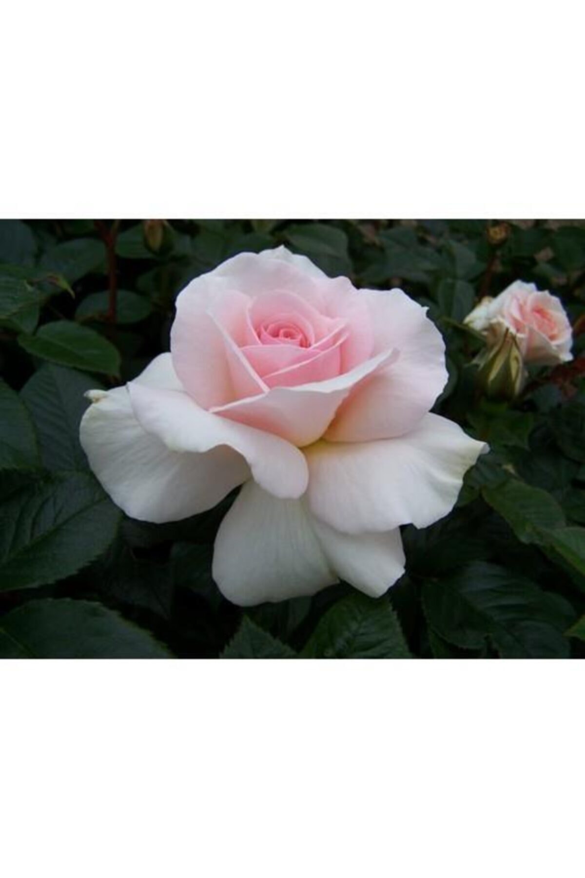Potted Yedivering Pink White Ivy Pompom Rose Sapling 15-25 Cm