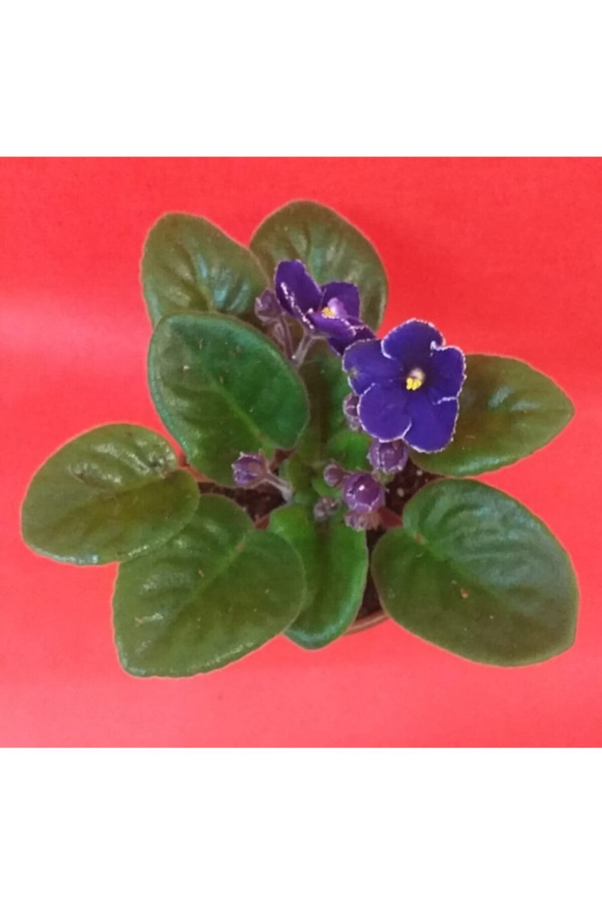 Violet African Violet 15-20 Cm in Size
