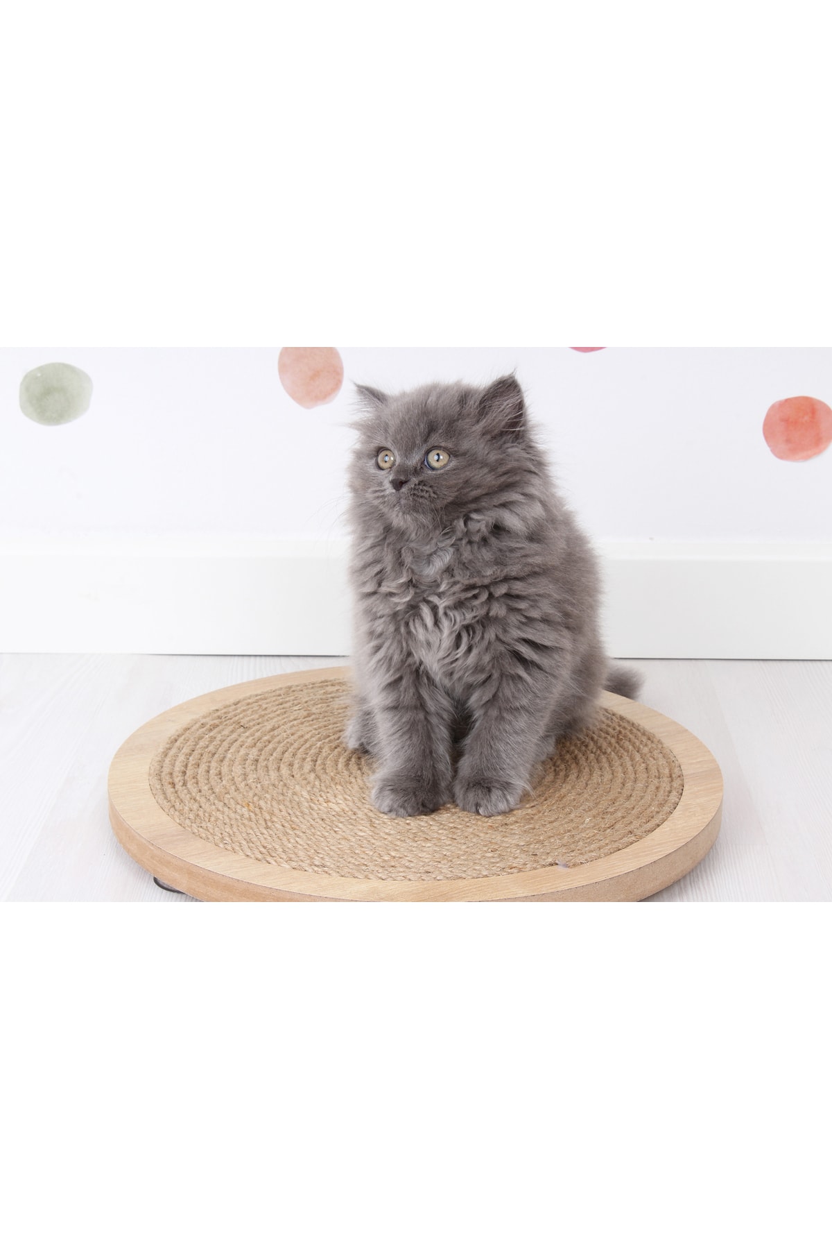 Femusa Yuvarlak Vantuzlu Kedi T rmalama Tahtas Fiyat Yorumlar 