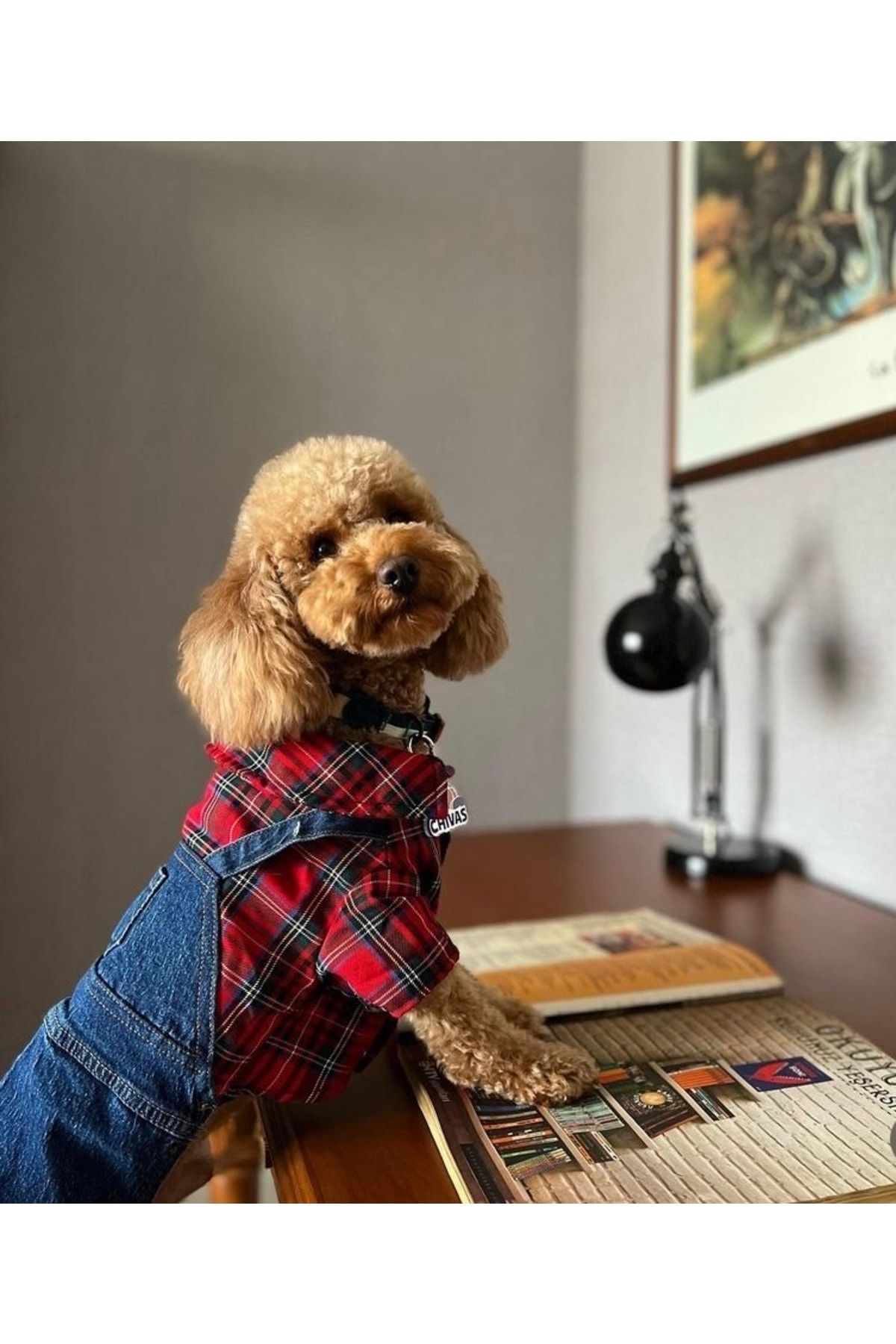 Chivas dog deals shirt