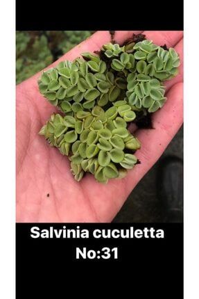 Akvaryum Canlı Bikti 10-15 Dal!! Salvinia Cuculetta no:31