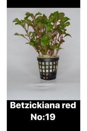 Betzickiana Red 10-15 Dal!! Canlı Akvaryum Bitki no:19