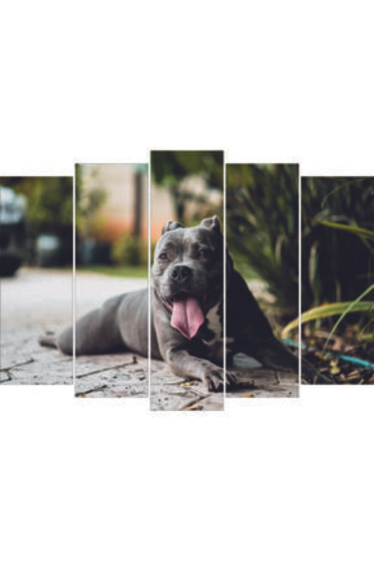 pitbull temali 5 parca tablo 5070pit