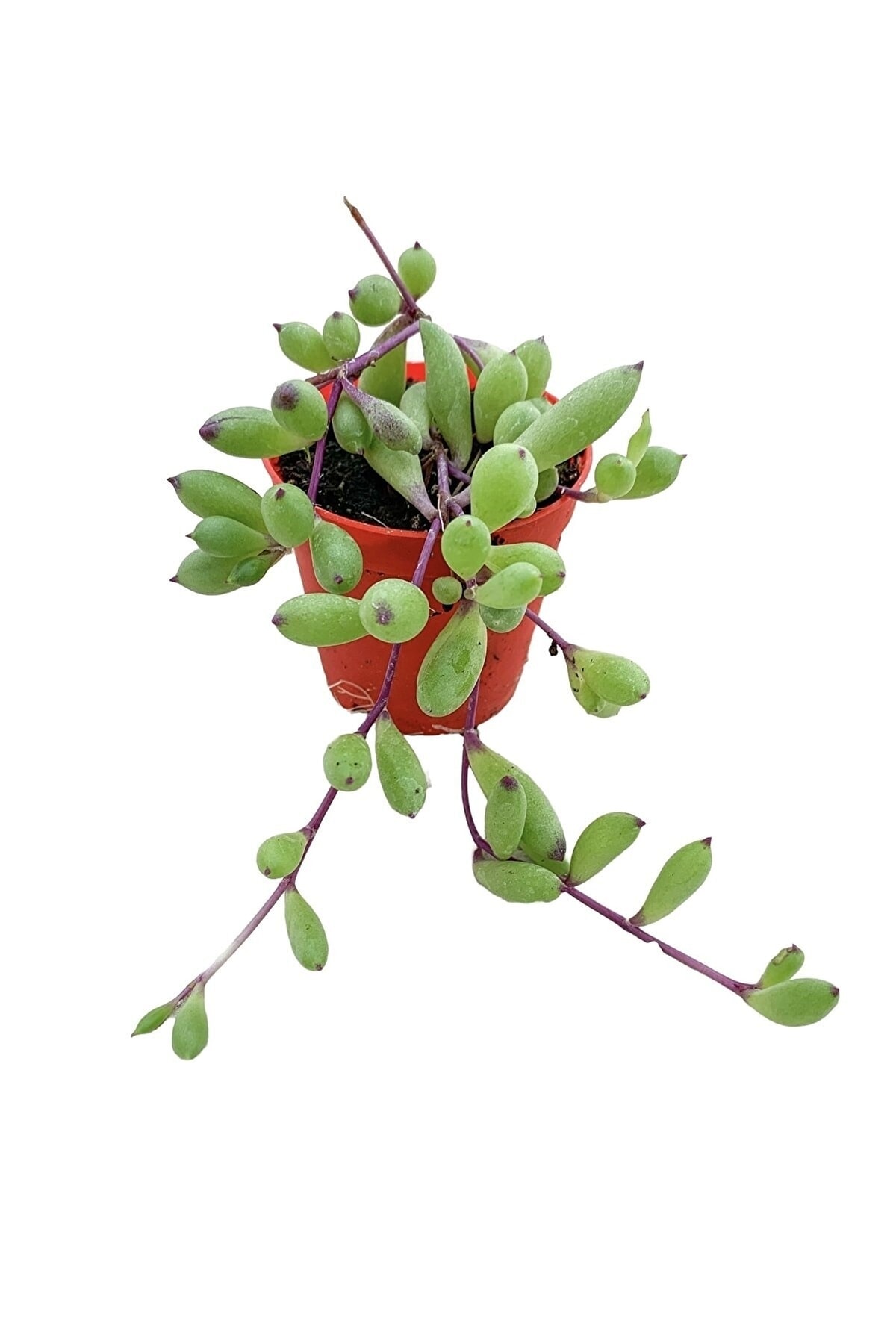 Othonna Capensis Sukulent Bitki Yakut Kolyesi 5.5 Saksıda