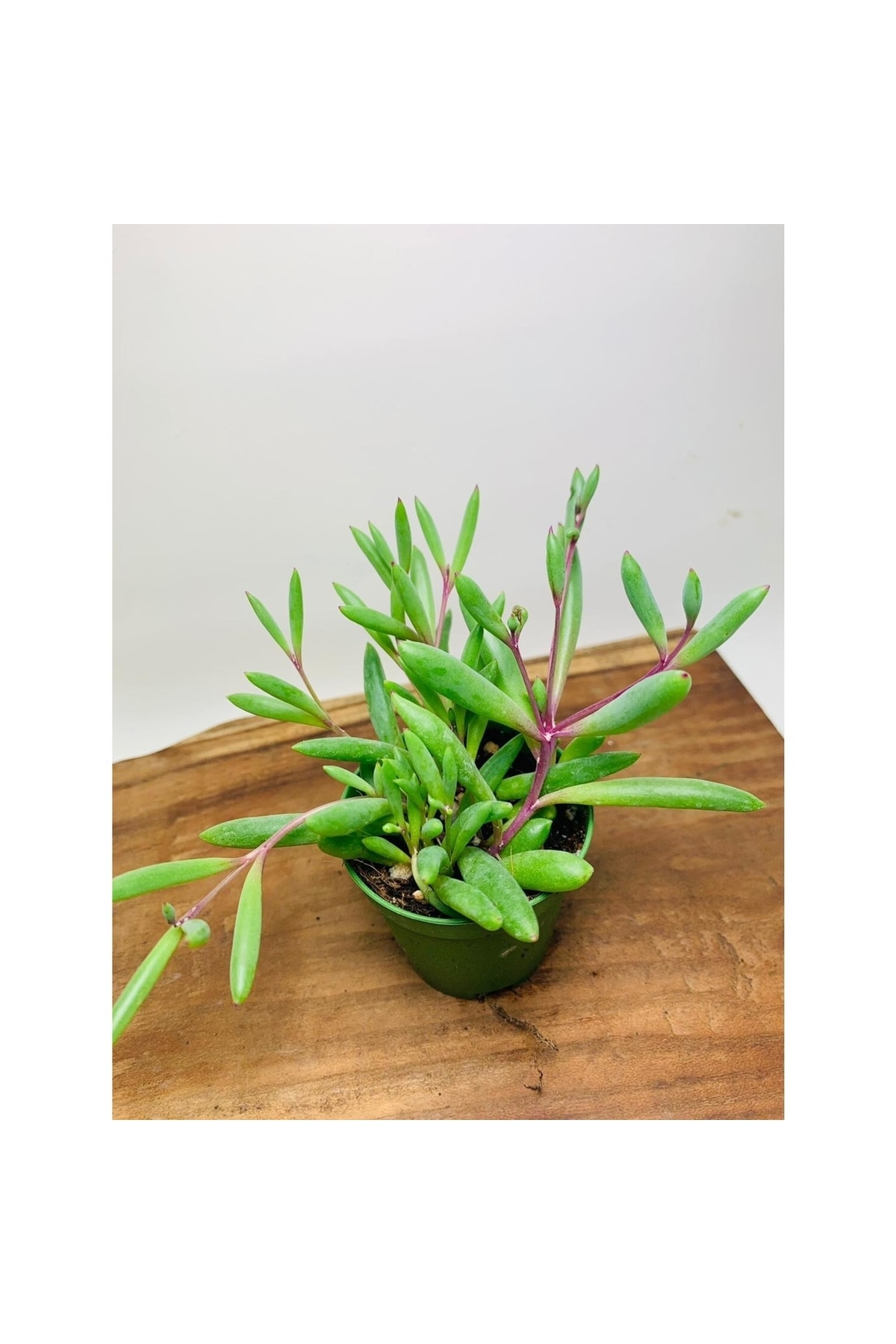 Othonna Capensis Sukulent Bitki Yakut Kolyesi 5.5 Saksıda 2