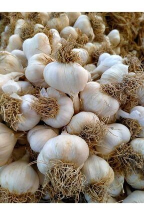 Picopy Dogal Kastamonu Taskopru Sarimsak 1 Kg Yerli Uretim Yerli Tohum Trendyol