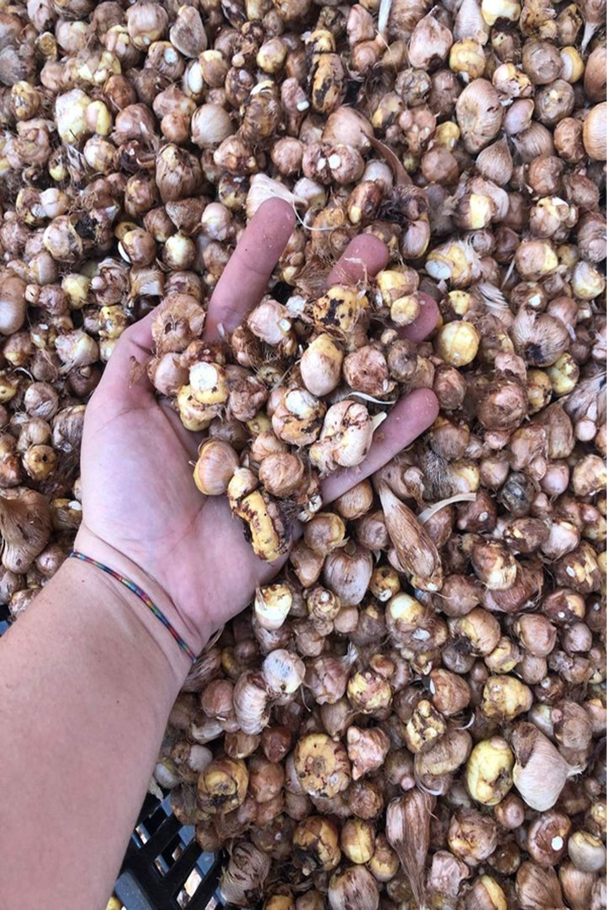 1 Adet Kırmızı Frezya Çiçeği ( Arpa Çiçeği ) Soğanı Mis Kokulu Katmerli 2