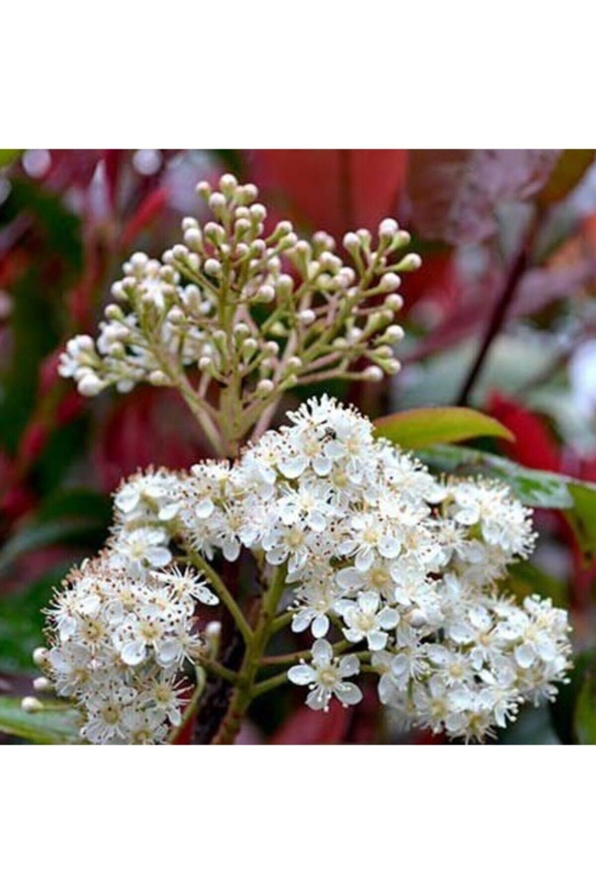 Saksılı Alev Çalısı 30cm - 40cm Ebat ( Photinia Red Robin ) 4