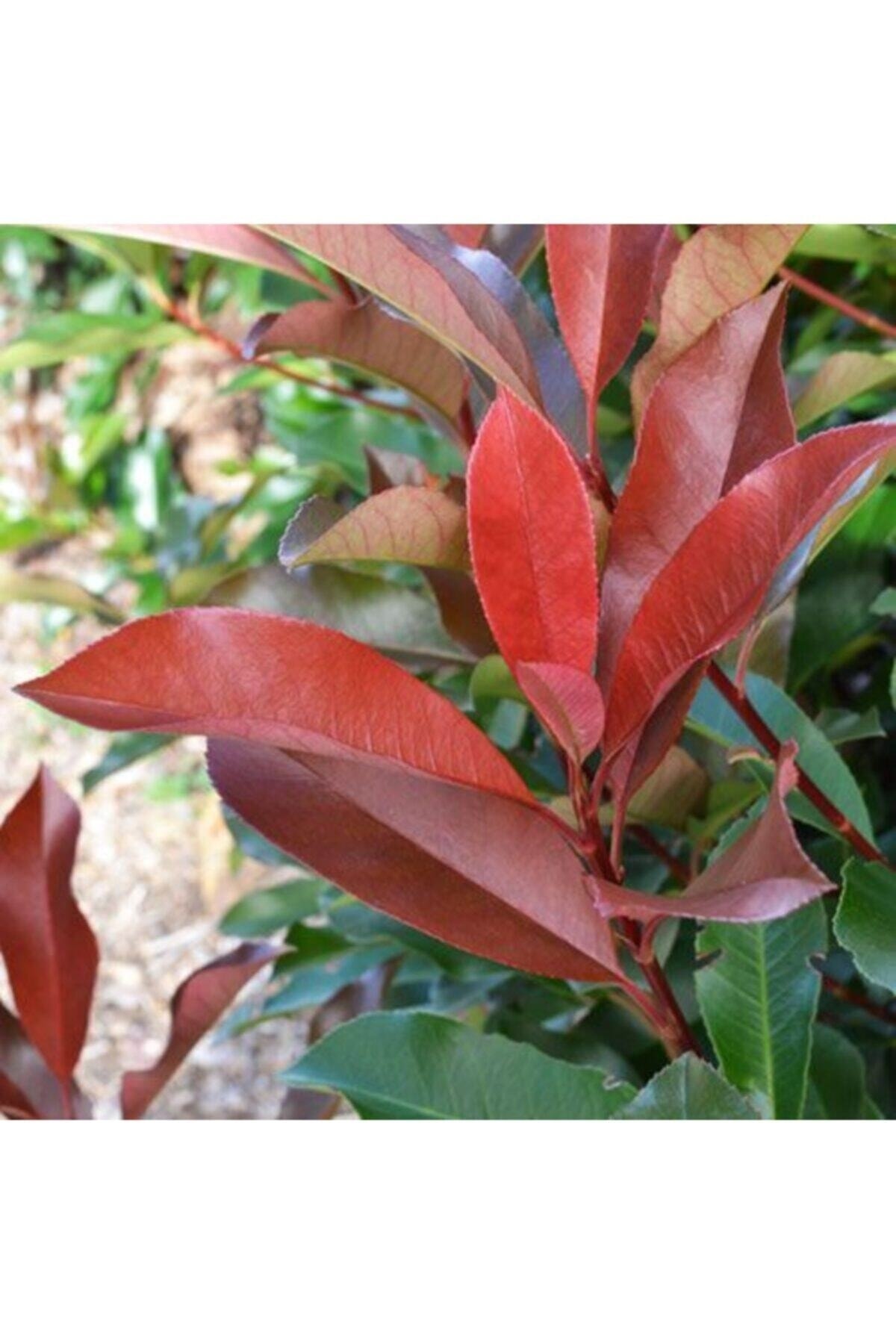 Saksılı Alev Çalısı 30cm - 40cm Ebat ( Photinia Red Robin ) 3