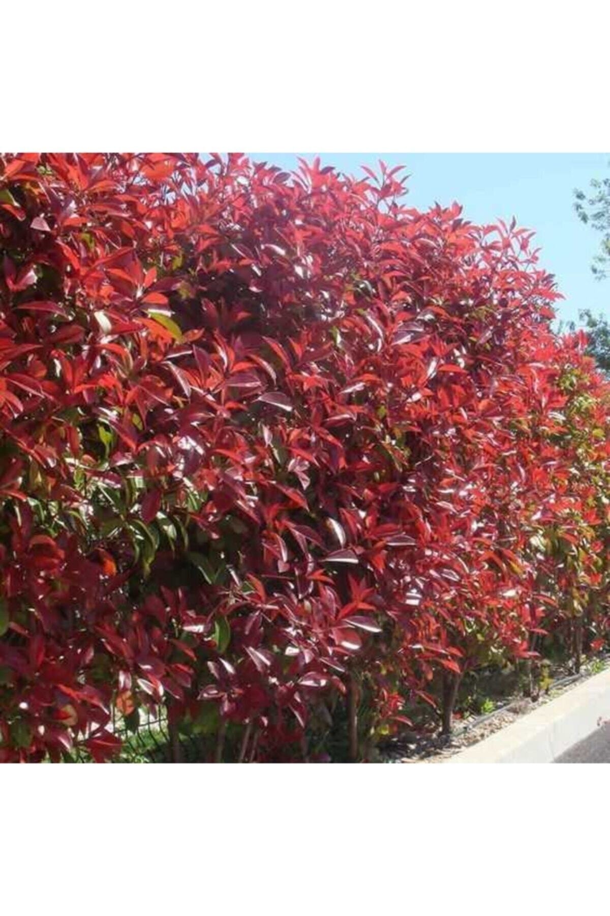 Saksılı Alev Çalısı 30cm - 40cm Ebat ( Photinia Red Robin ) 5