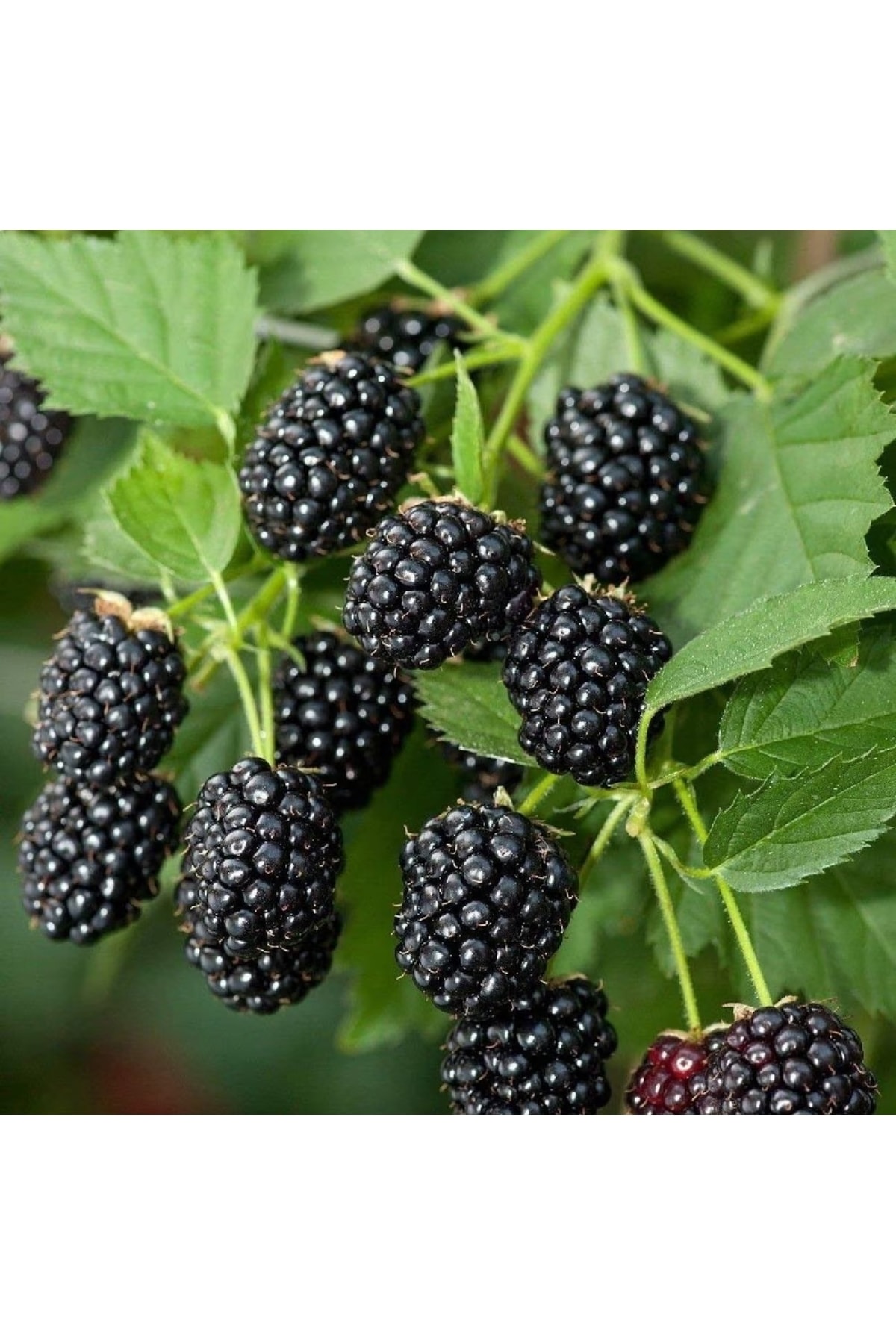 Ежевика Карака Блэк Купить В Москве Саженцы