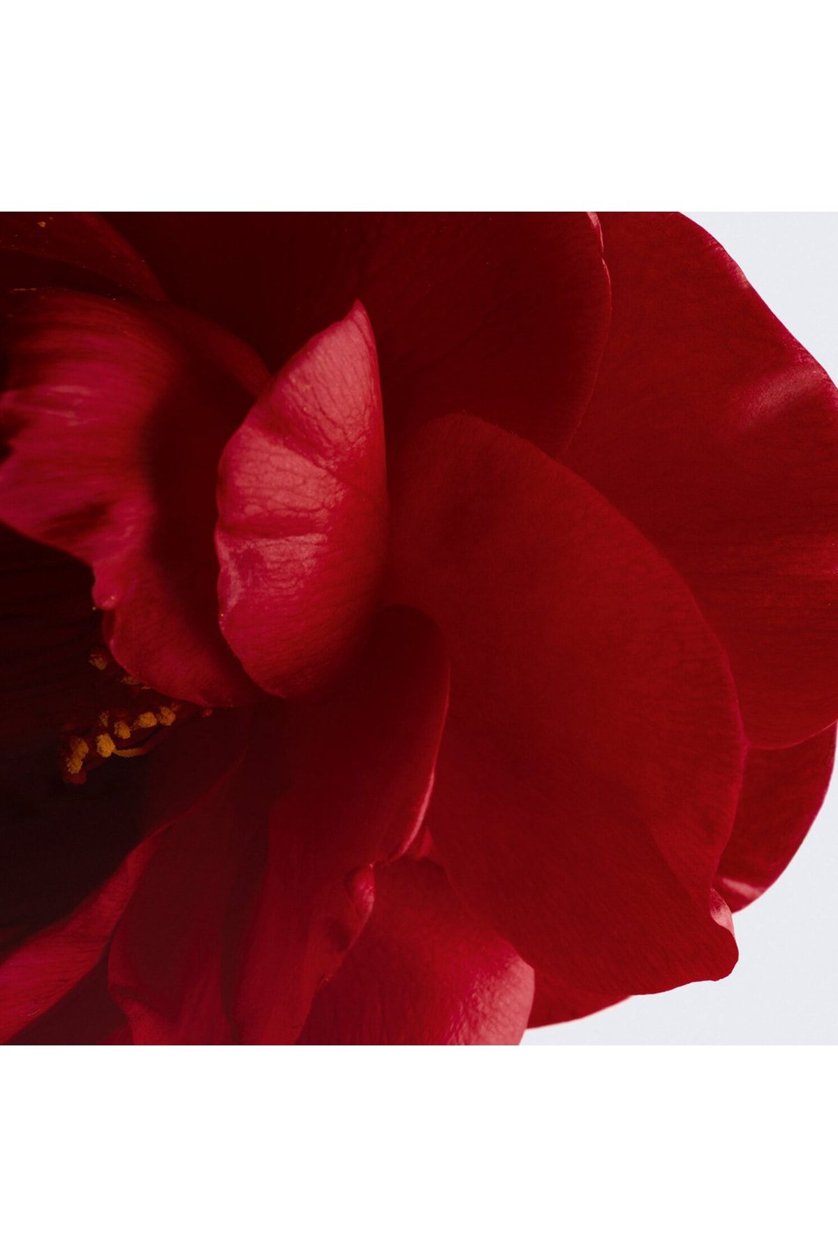 Chanel-N°1 Lip and Cheek Balm - Elegant and Comfortable Cut 4