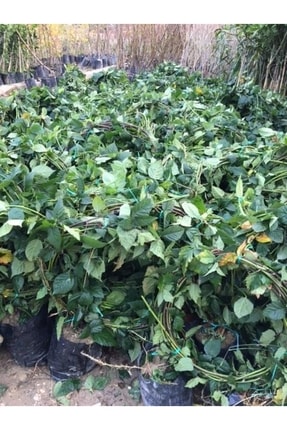 ASES 4-5 M Dikensiz Jumbo Böğürtlen Fidan