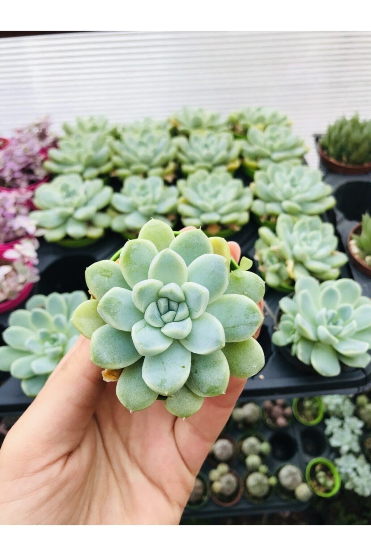 Echeveria Elegans 2