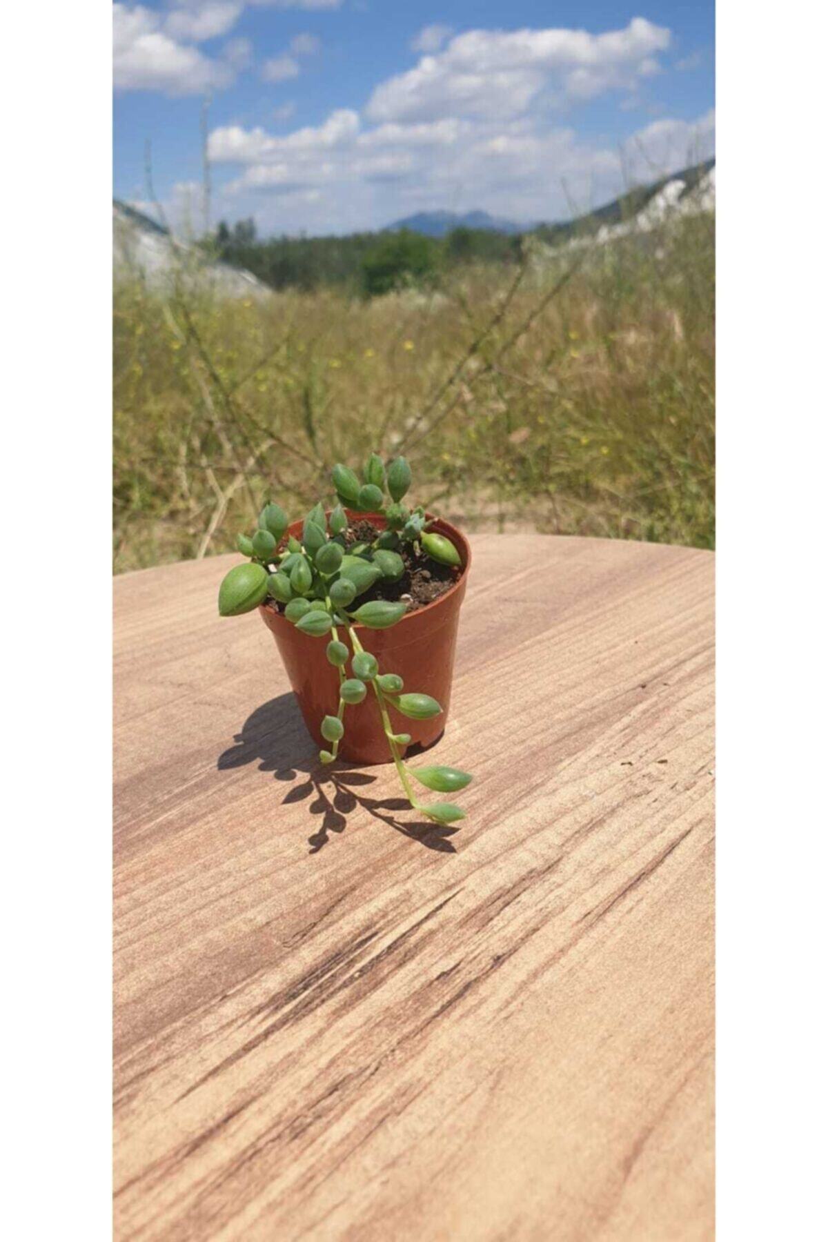 YATI Senecio Rosary Flower