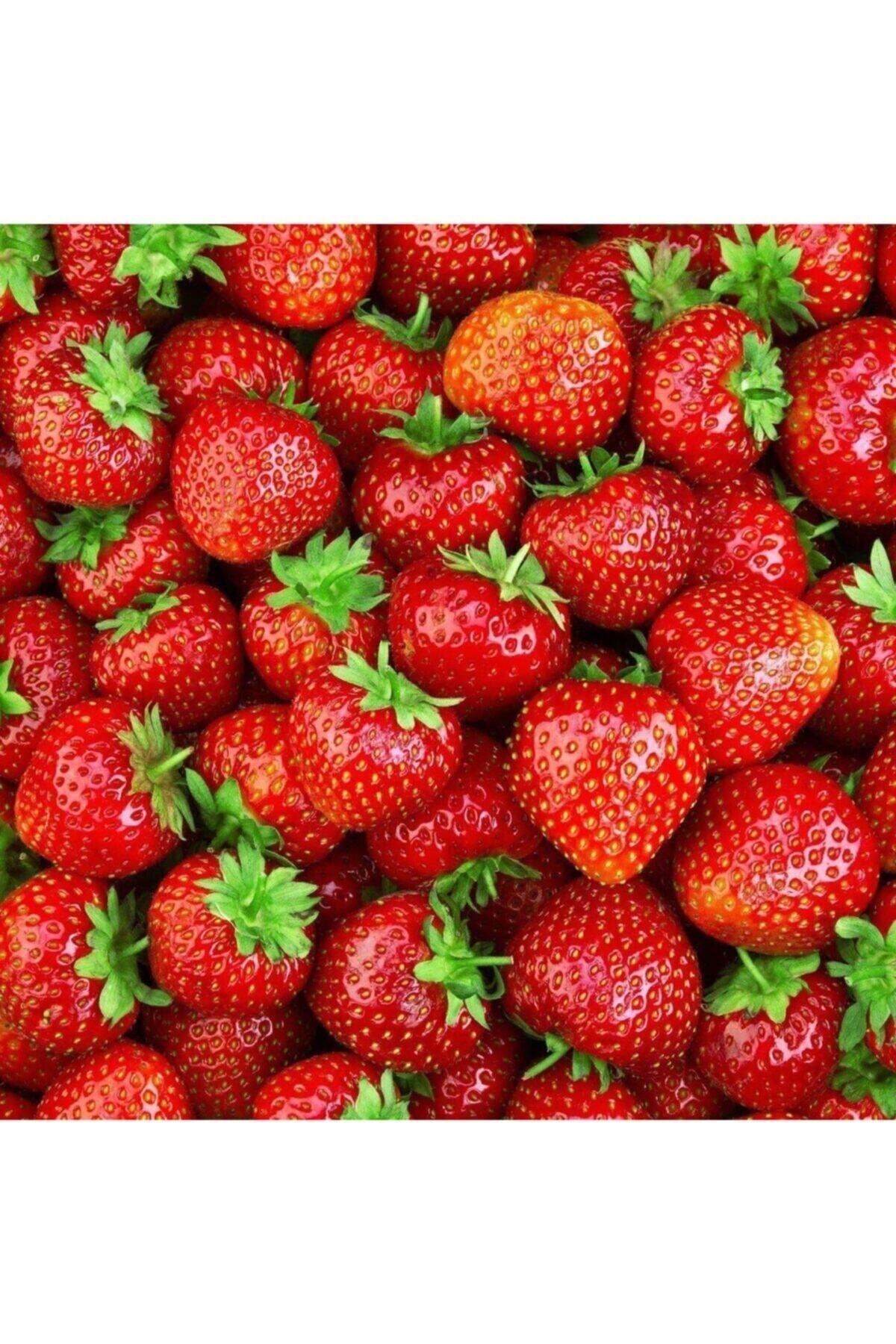Çilek Fidesi Kokulu Yediveren Çilek 13 Cm Saksıda 2