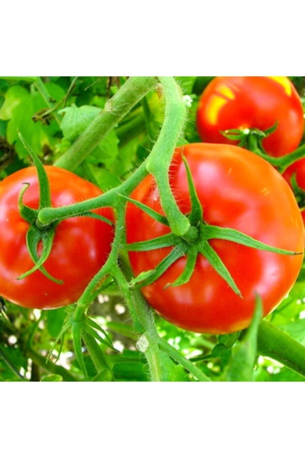 помидор волгоградский отзывы фото