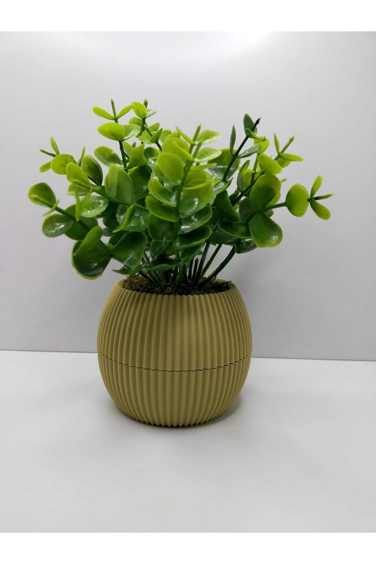 Artificial Flower Plant in Mini Potted Boxwood Real Stone Algae Total 18 Cm Decorative Table Shelf Flower
