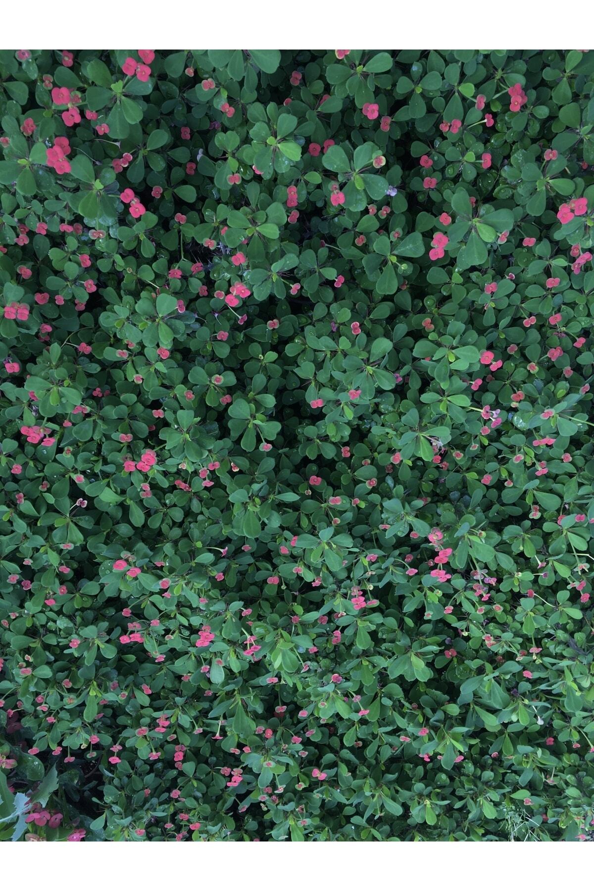Thorns Crown Small Flowered Imported Euphorbia National (red)