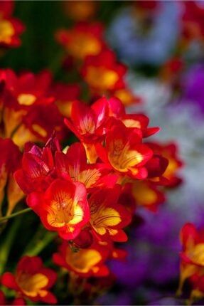Renkli Frezya Çiçeği Soğanı 5 Adet BSJU584