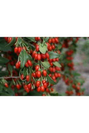 fidanistanbul goji berry orange turuncu