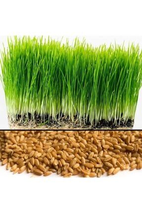 Buğday Çimi Tohumu 500 Gram Doğal Buğday Çim Tohumu Çimlendirmelik Buğday rtt54