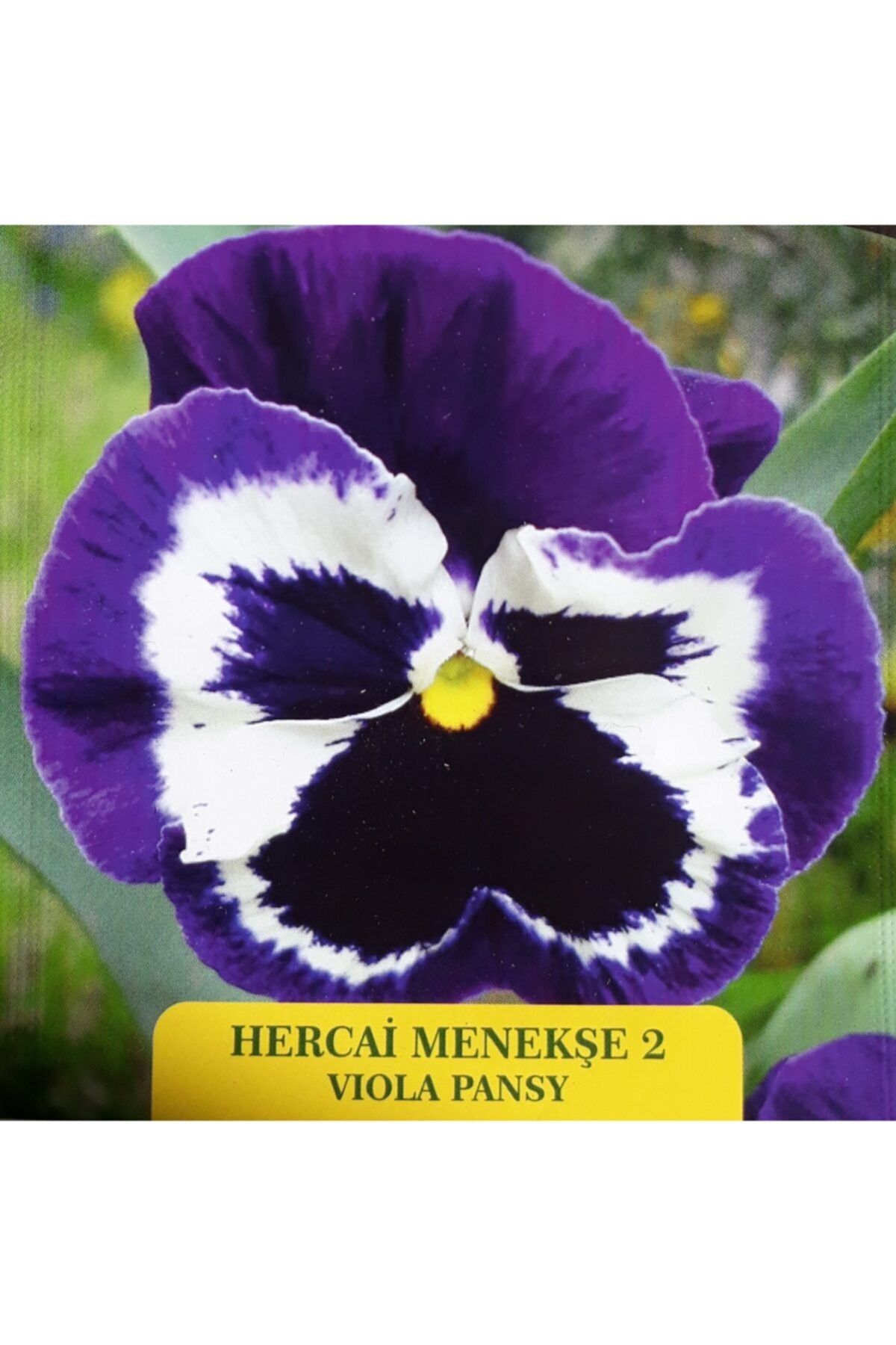 Mor Menekşe Tohumu