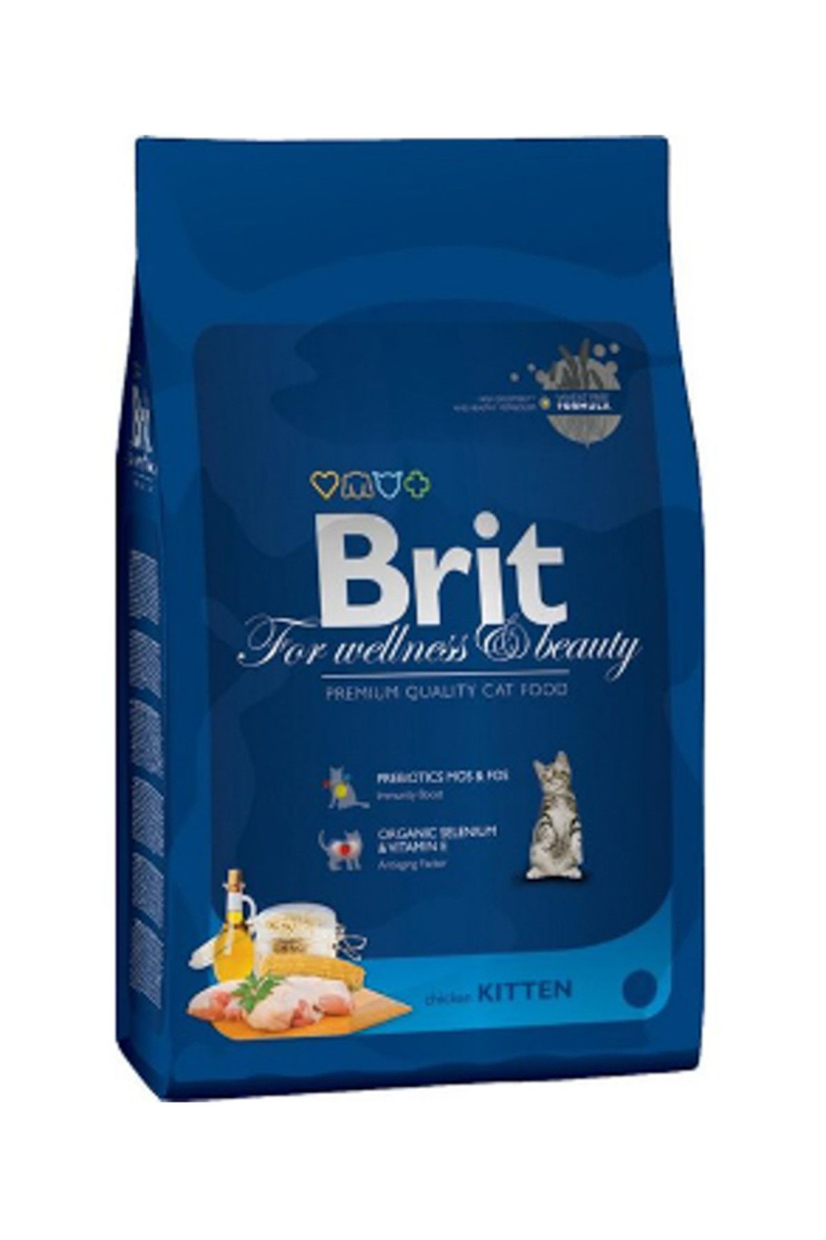 Brit kitten