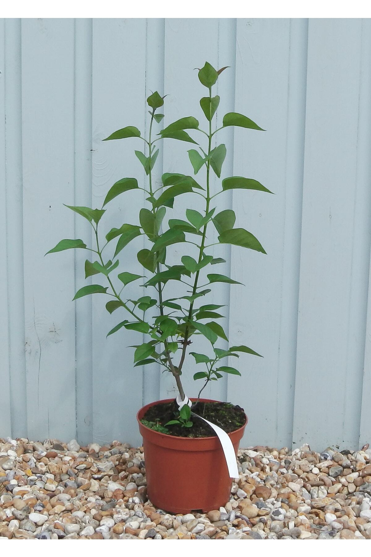 Saksıda Kokulu Leylak Fidanı 40-60 Cm 4