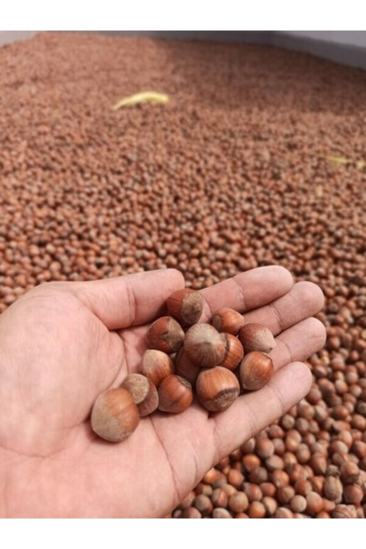 kabuklu sindirim sistemi