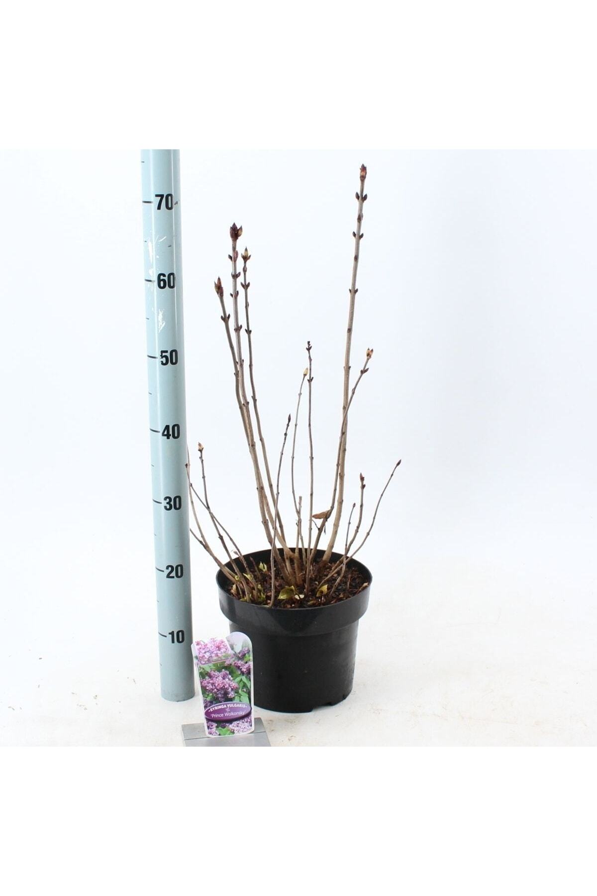 Saksıda Kokulu Leylak Fidanı 40-60 Cm 5
