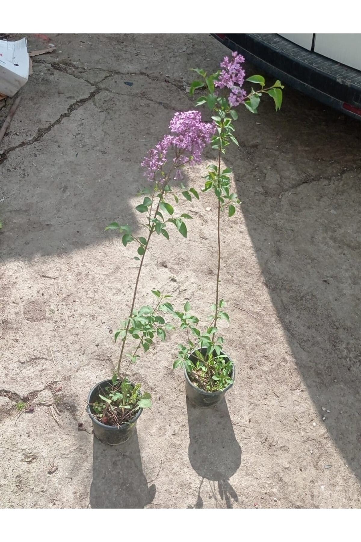 Saksıda Kokulu Leylak Fidanı 40-60 Cm 6