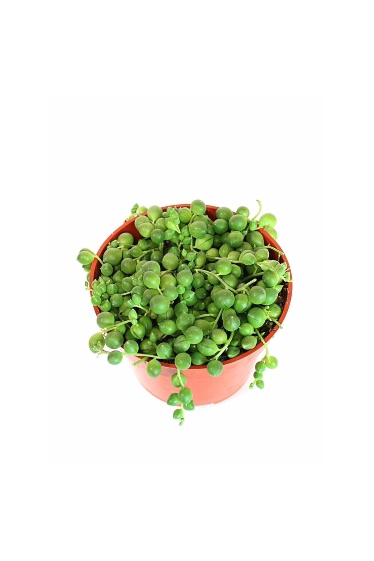 FİDEİSTE Senecio Rowleyanus Bezelye Kolyesi Çiçeği, Tesbih Çiçeği, 5,5 Cm Saksıda