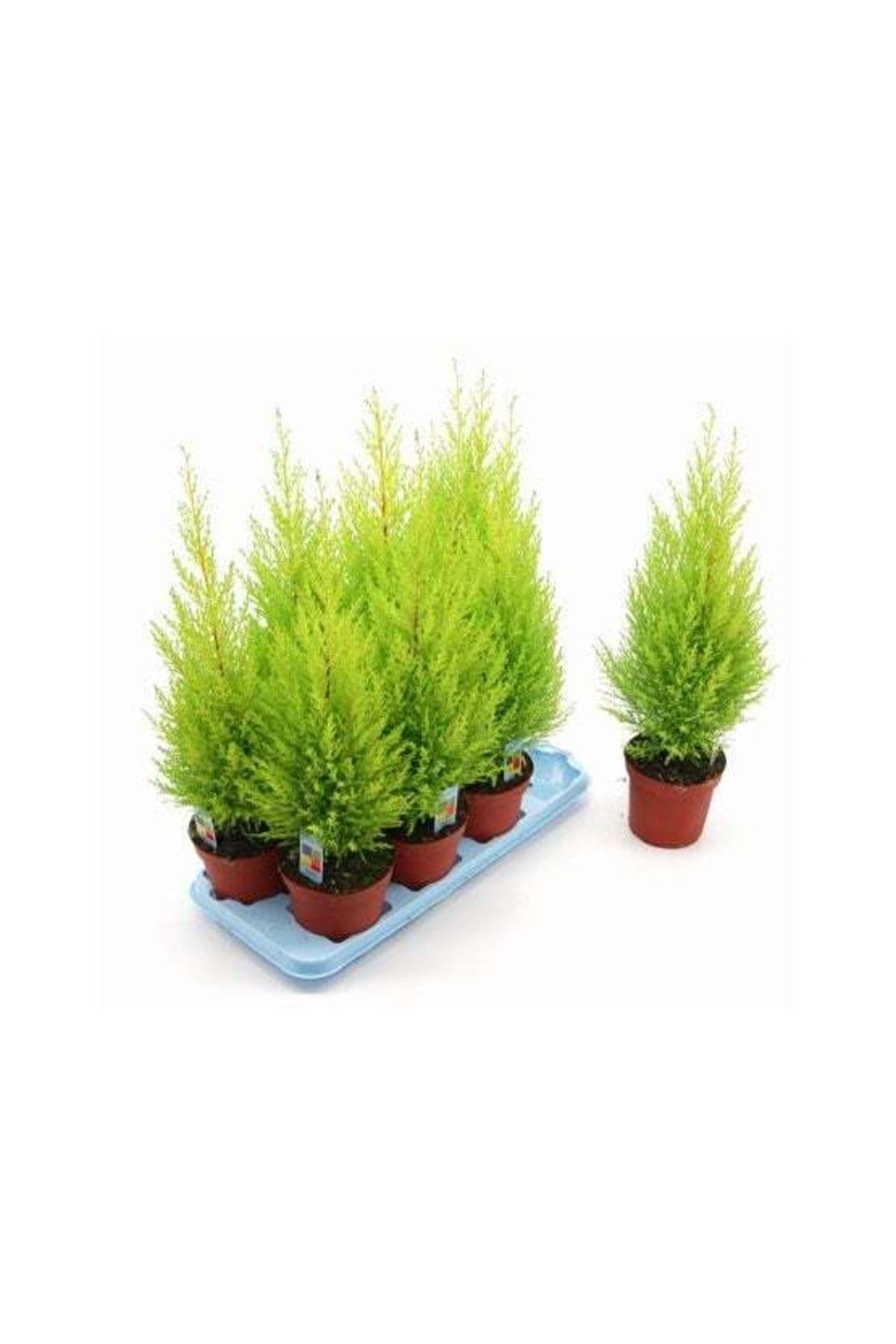 nisa-fidanc-l-k-limon-servi-80-100-cm-boy-t-pl-a-l-fiyat-yorumlar
