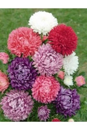 10 Adet Soft Karışık Renkli Saraypatı Çiçek Tohumu BIK156