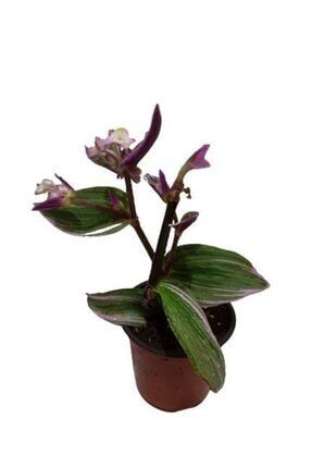 Tradescantia Nonuk Telgraf Çiçeği (lila -yeşil Renkli) 5053