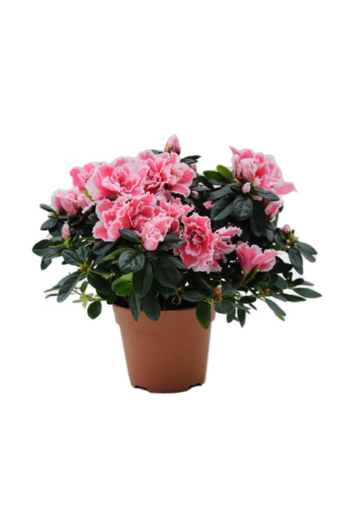 Home Plant Office Plant Lounge Plant Azalea Flower