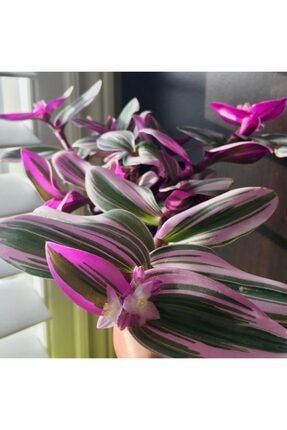 Pembe Kurdele Çiçeği Çiçek Açan Sukulent Pembe Kurdele Kaktüs Sukulent 20-60 cm Boyunda Tek Kök Pembekurdale