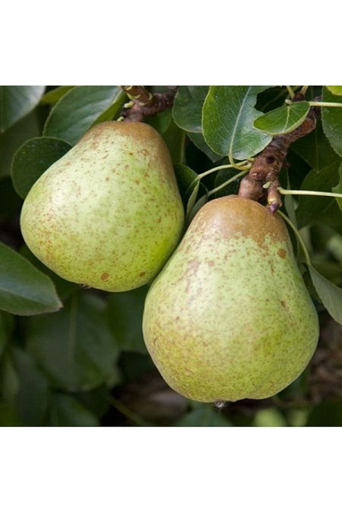 Pear Seedling Wıllıams +120 Cm Open Root
