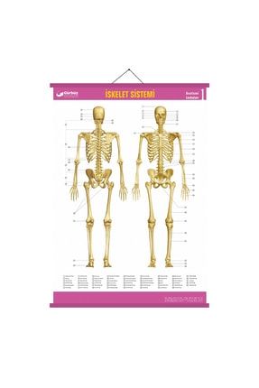 Iskelet Sistemi Anatomi Levhası 70x100 Cm Askılı Ve Çıtalı YMIKS89624578913