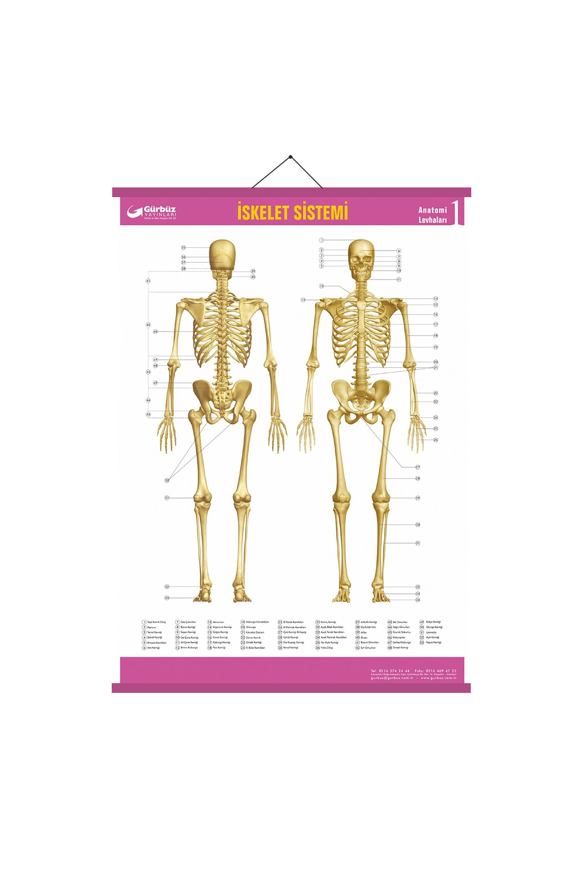 Gürbüz Iskelet Sistemi Anatomi Levhası 70x100 Cm Askılı Ve Çıtalı