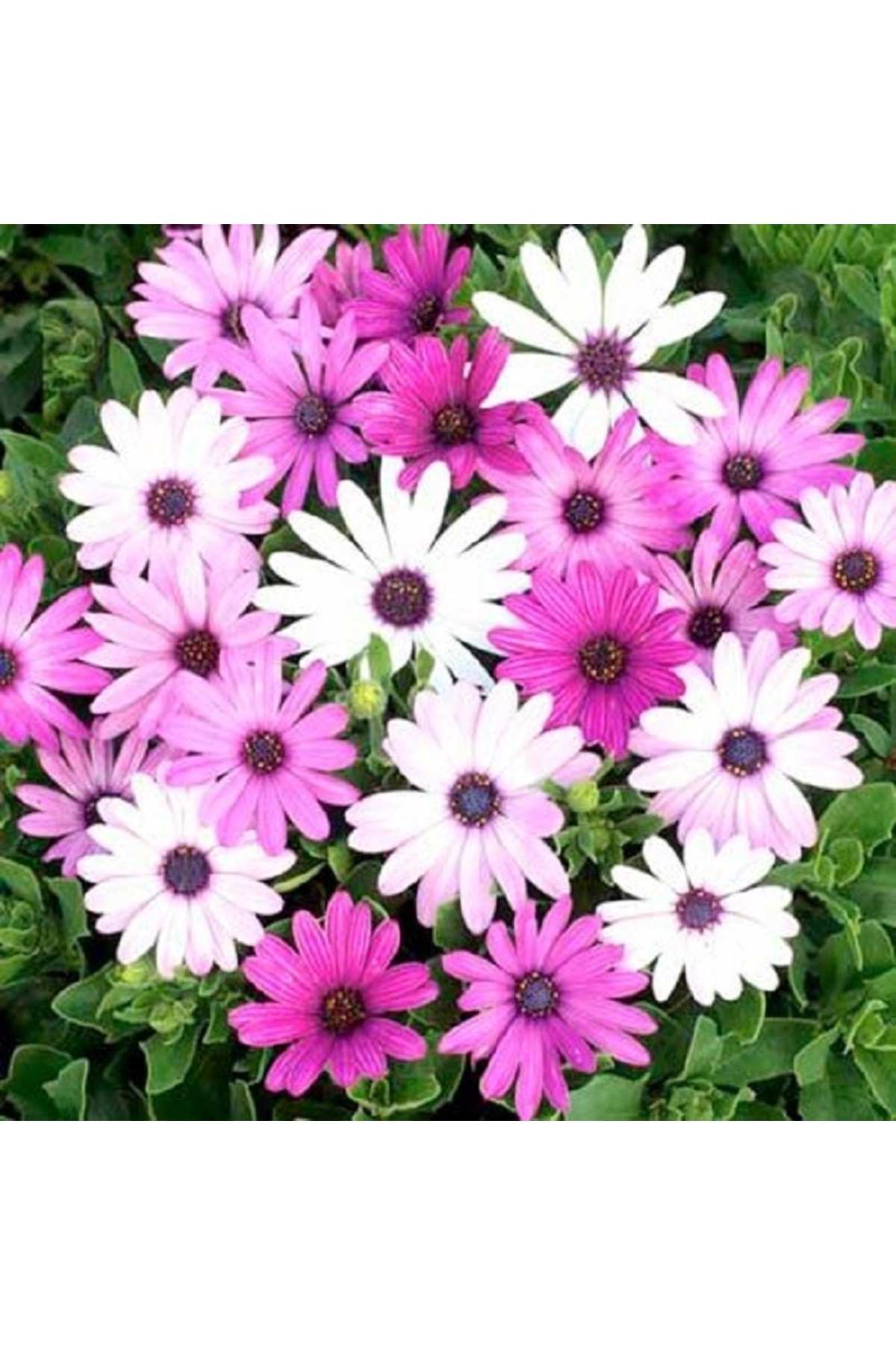 остеоспермум цветок.