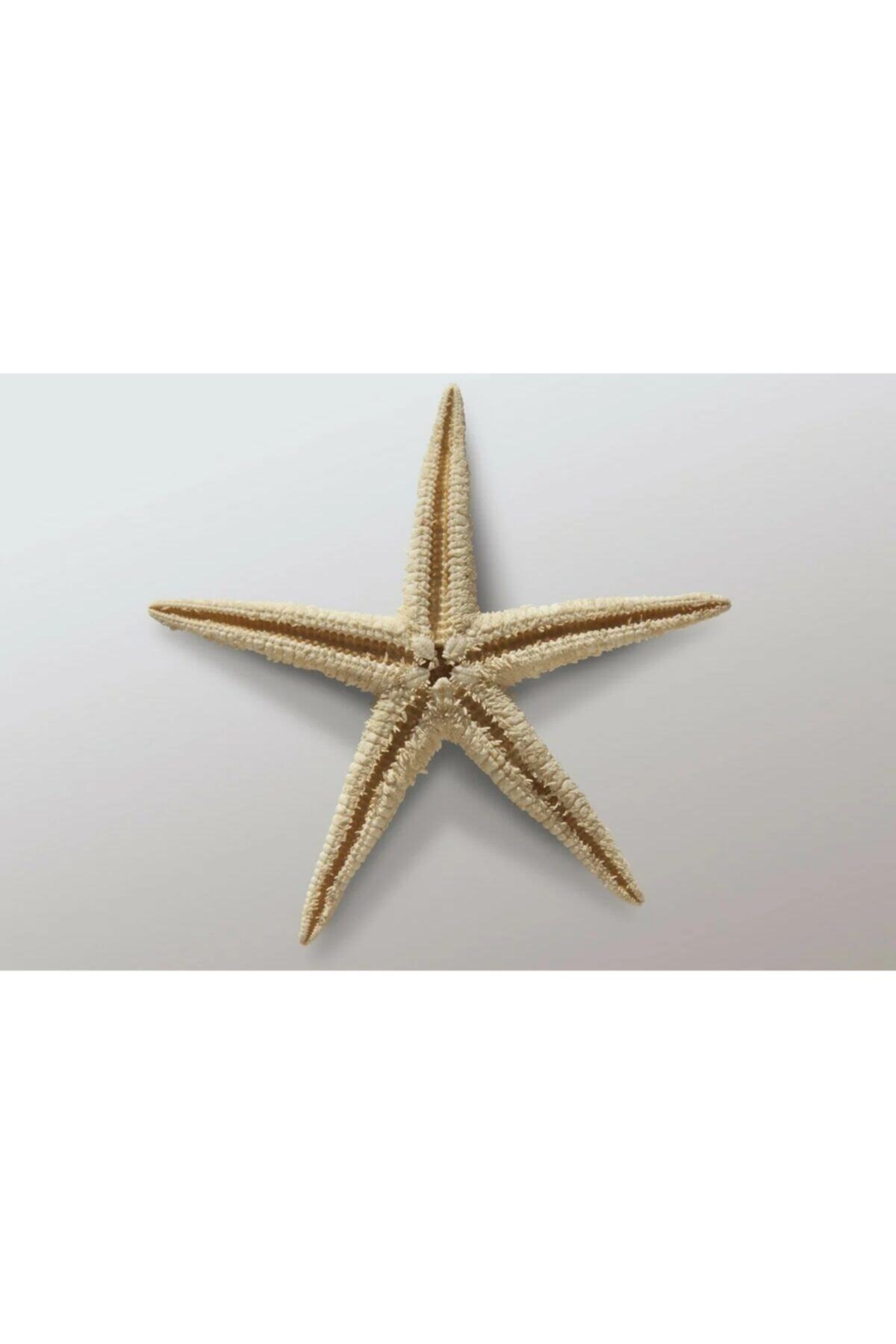 Kuru Deniz Yıldızı 2 Adet 7x10cm Doğal Deniz Yıldızları Dekoratif Süs Malzemeleri Su Ürünleri